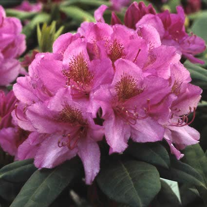  Rhododendron (Rhododendron 'Delta')