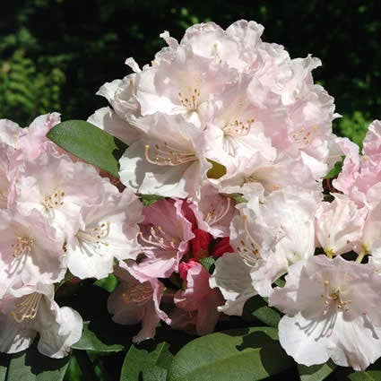 Rhododendron (Rhododendron 'Doc')