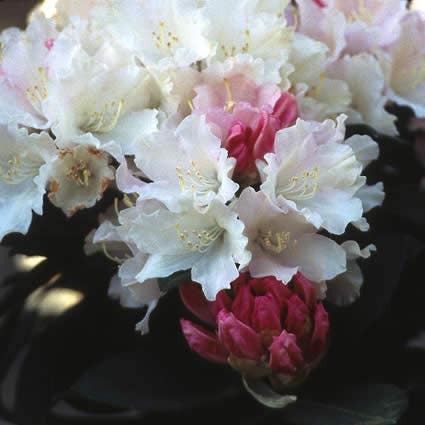  Dwergrhododendron (Rhododendron 'Dreamland')