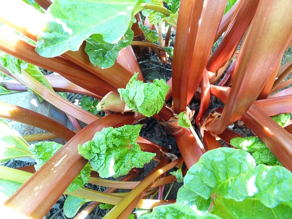  Rabarber (Rheum Rhabarbarum)