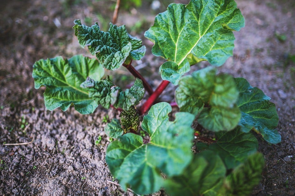  Rabarber (Rheum Rhabarbarum)