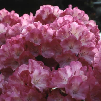  Dwergrhododendron (Rhododendron 'Fantastica')
