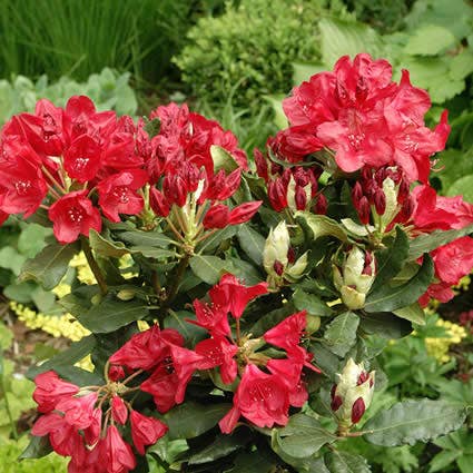  Rhododendron (Rhododendron 'Hachmann's Feuerschein)