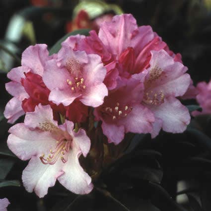  Dwergrhododendron (Rhododendron 'Kalinka')