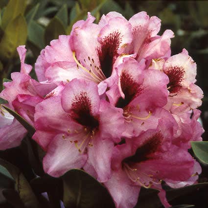  Rhododendron (Rhododendron 'Kokardia')