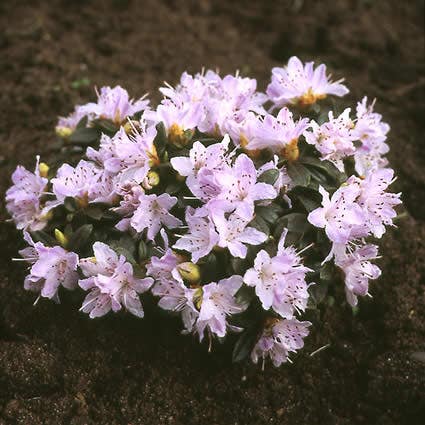  Dwergrhododendron (Rhododendron 'Moerheim')