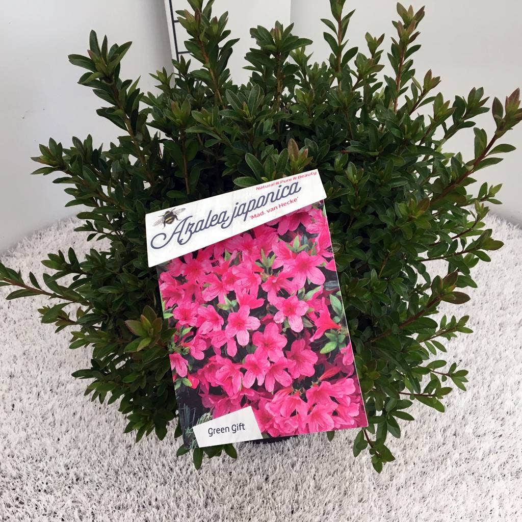  Japanse Azalea (Rhododendron 'Madame Van Hecke')