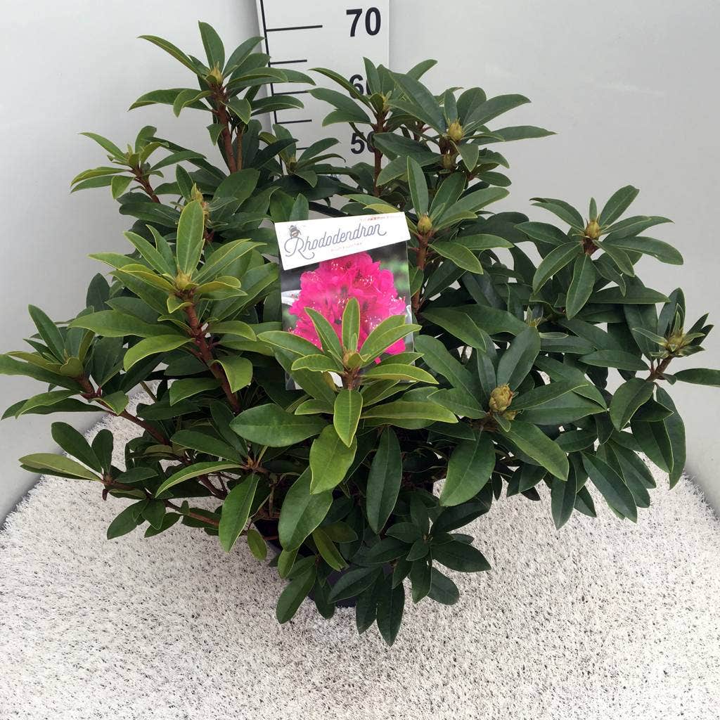  Rhododendron (Rhododendron 'Anah Kruschke')