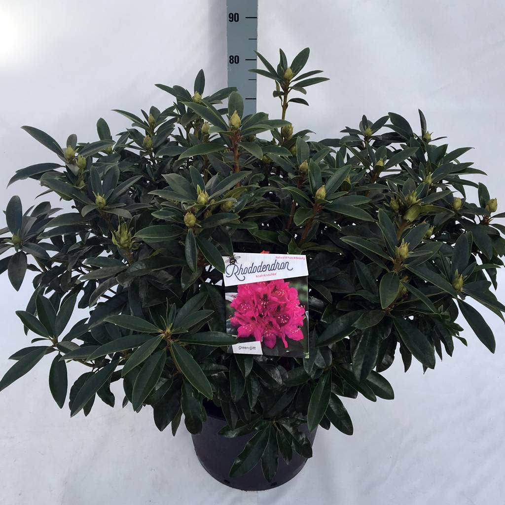  Rhododendron (Rhododendron 'Anah Kruschke')