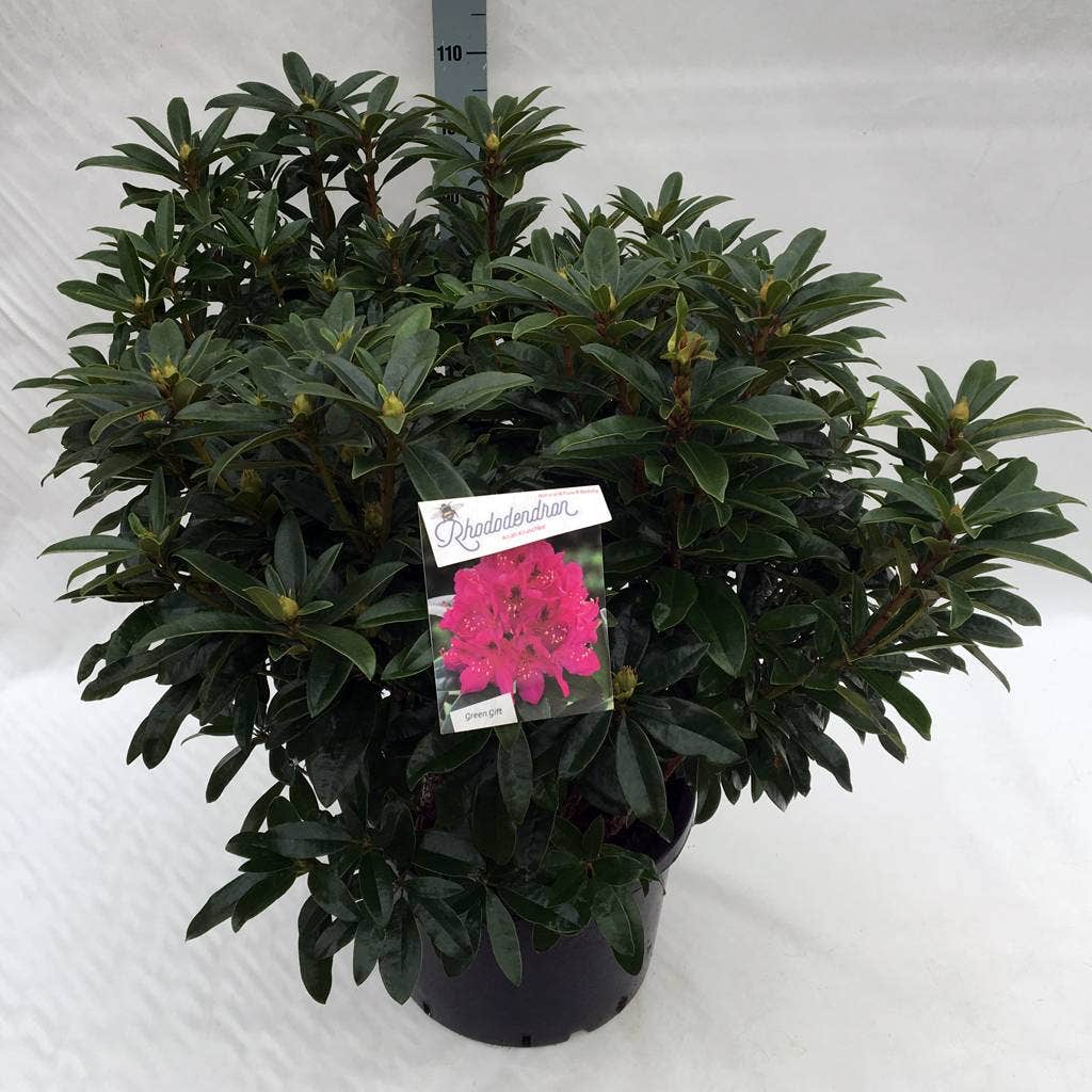  Rhododendron (Rhododendron 'Anah Kruschke')