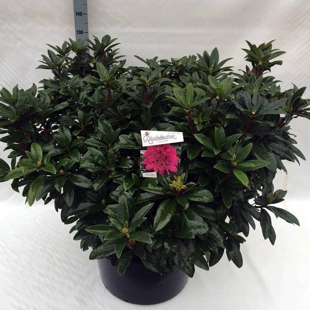  Rhododendron (Rhododendron 'Anah Kruschke')