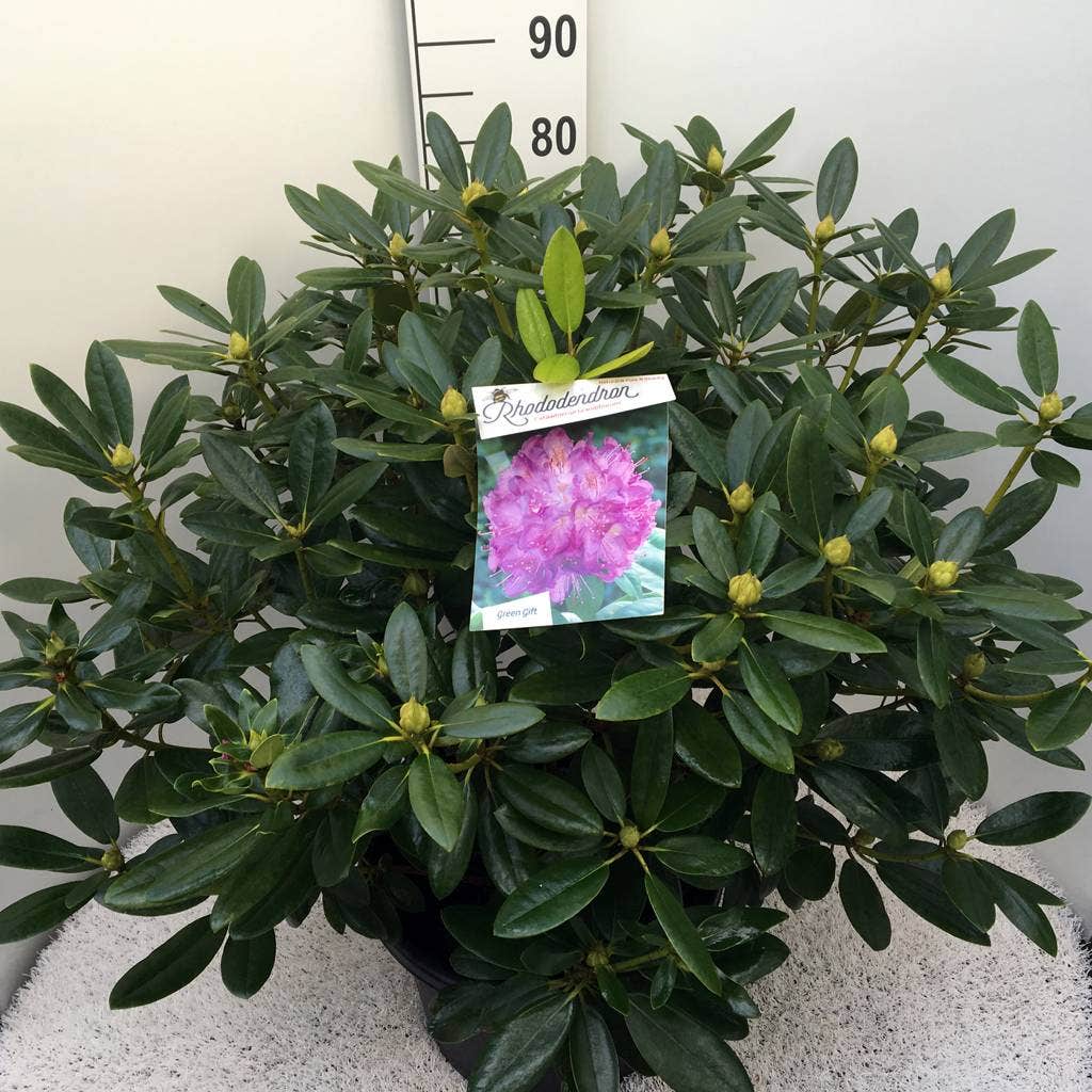  Rhododendron (Rhododendron Catawbiense 'Grandiflorum')