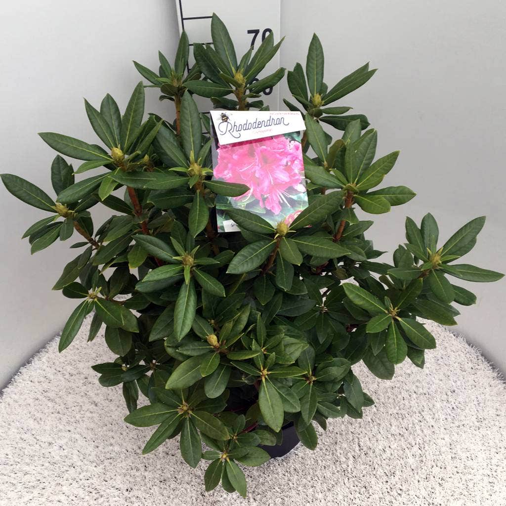  Rhododendron (Rhododendron 'Cosmopolitan')