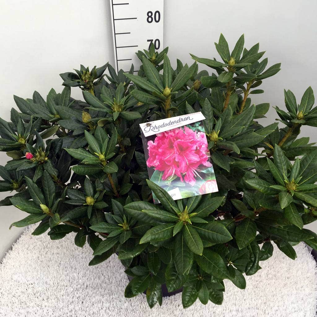  Rhododendron (Rhododendron 'Cosmopolitan')