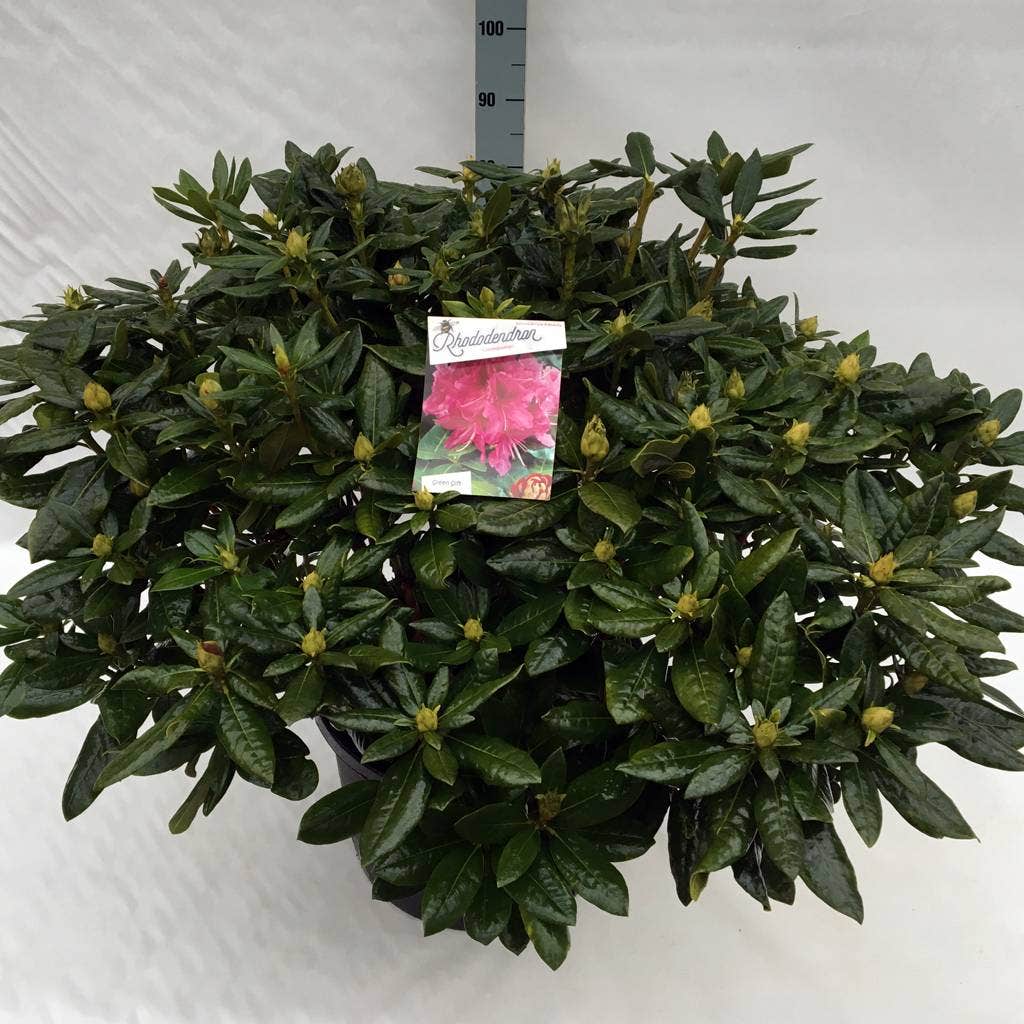  Rhododendron (Rhododendron 'Cosmopolitan')