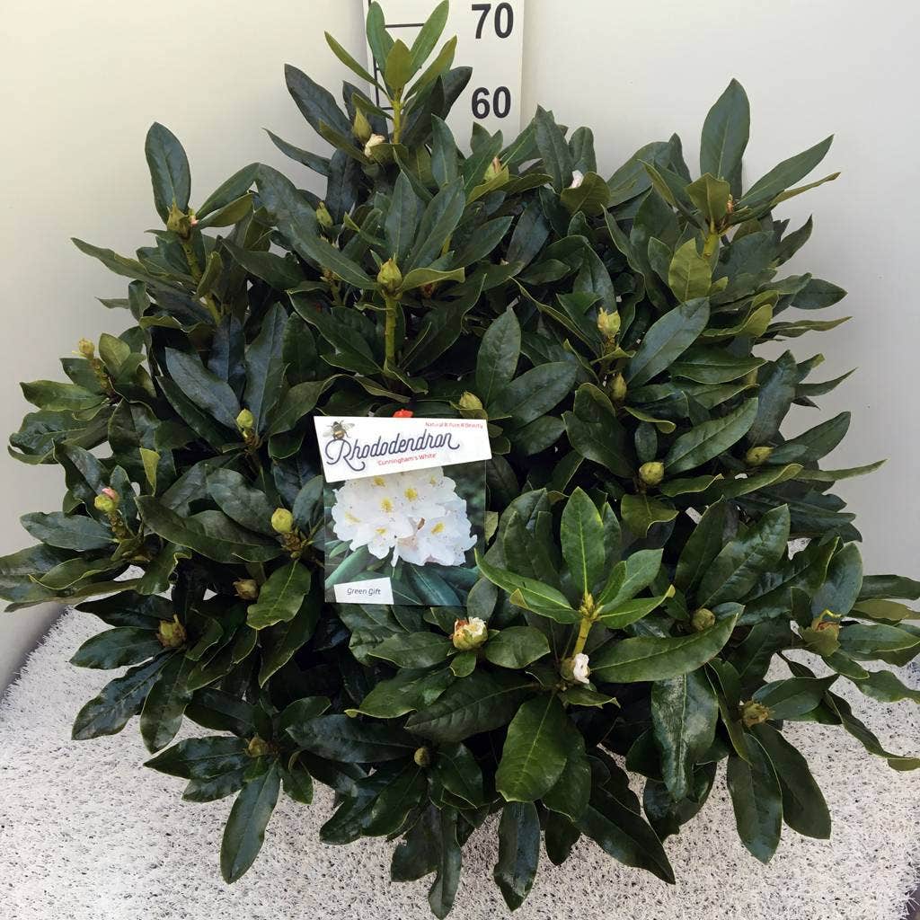  Rhododendron (Rhododendron 'Cunningham White')