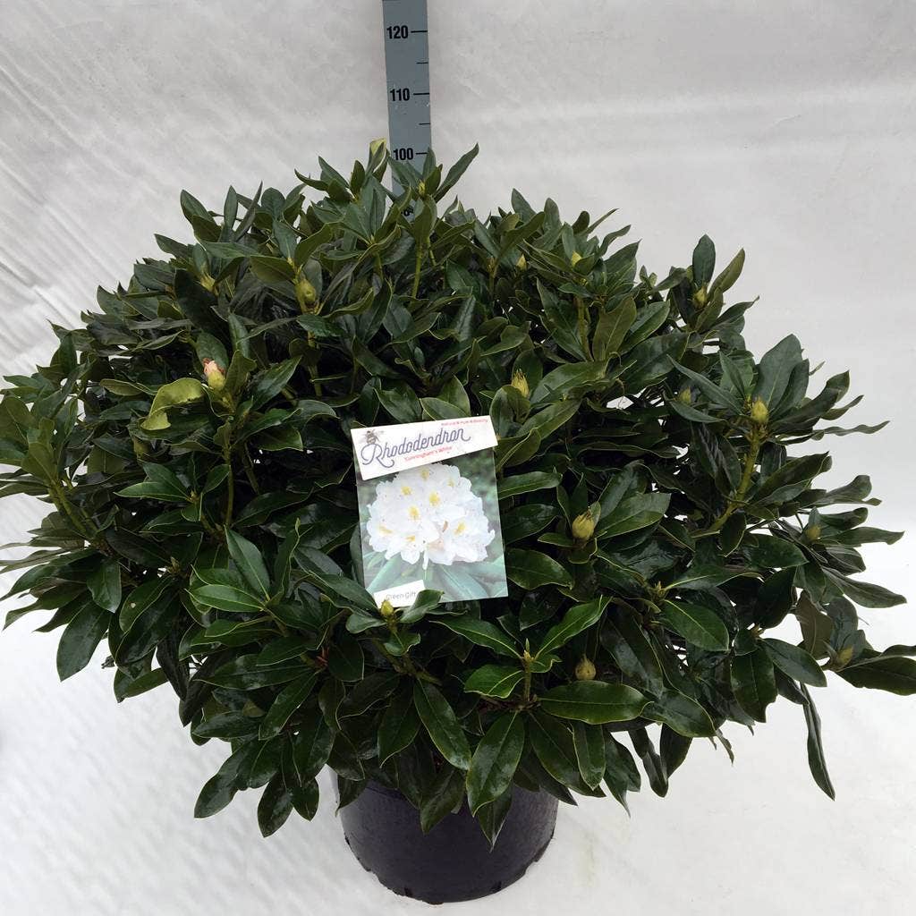  Rhododendron (Rhododendron 'Cunningham White')