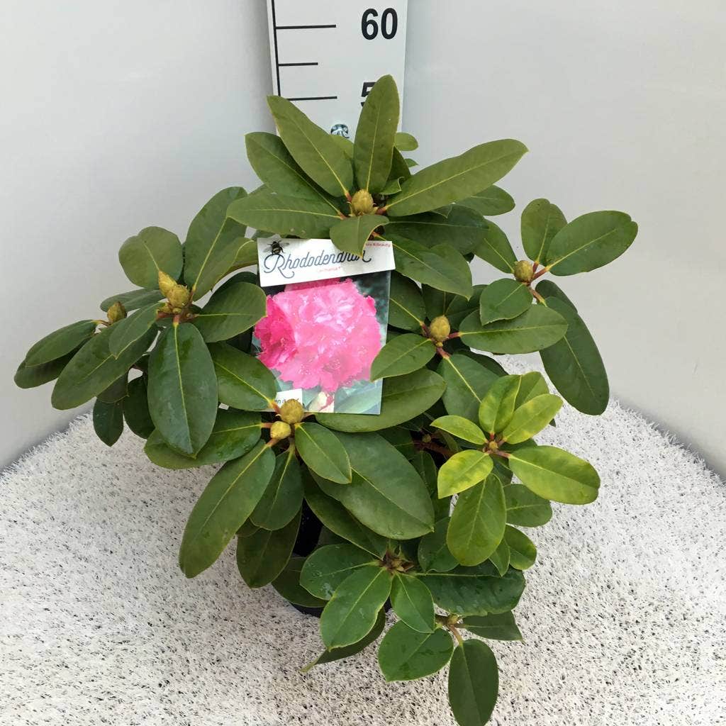  Rhododendron (Rhododendron 'Germania')