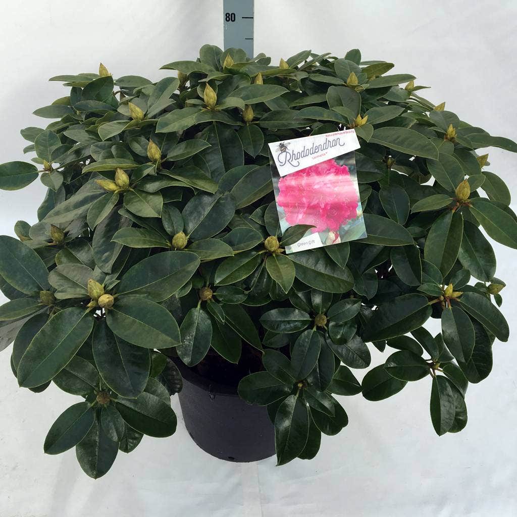  Rhododendron (Rhododendron 'Germania')
