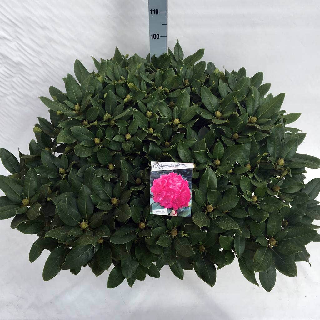  Rhododendron (Rhododendron 'Germania')