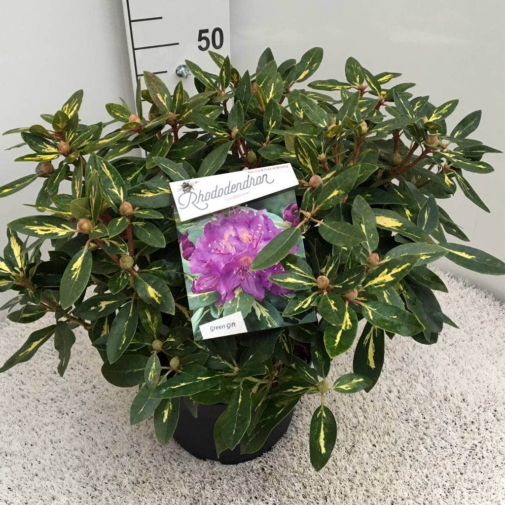  Rhododendron (Rhododendron 'Goldflimmer')