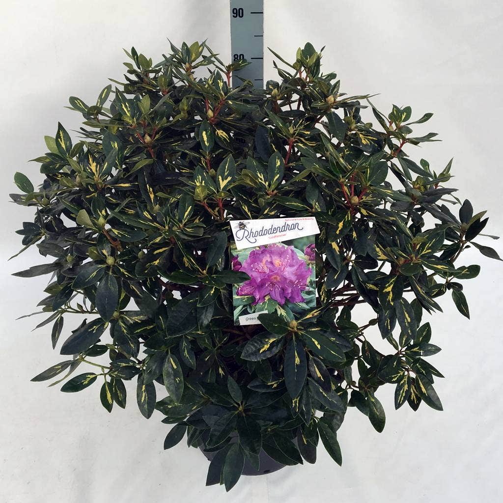  Rhododendron (Rhododendron 'Goldflimmer')