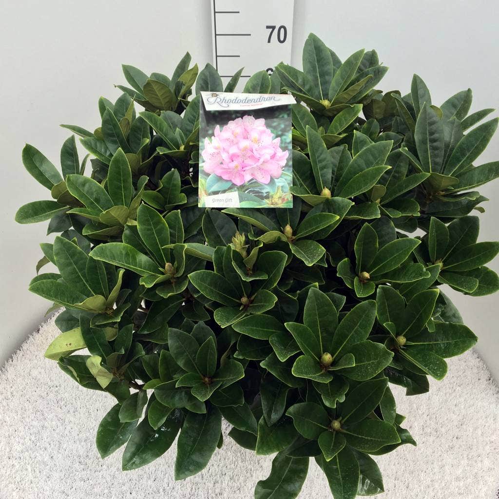  Rhododendron (Rhododendron 'Gomer Waterer')