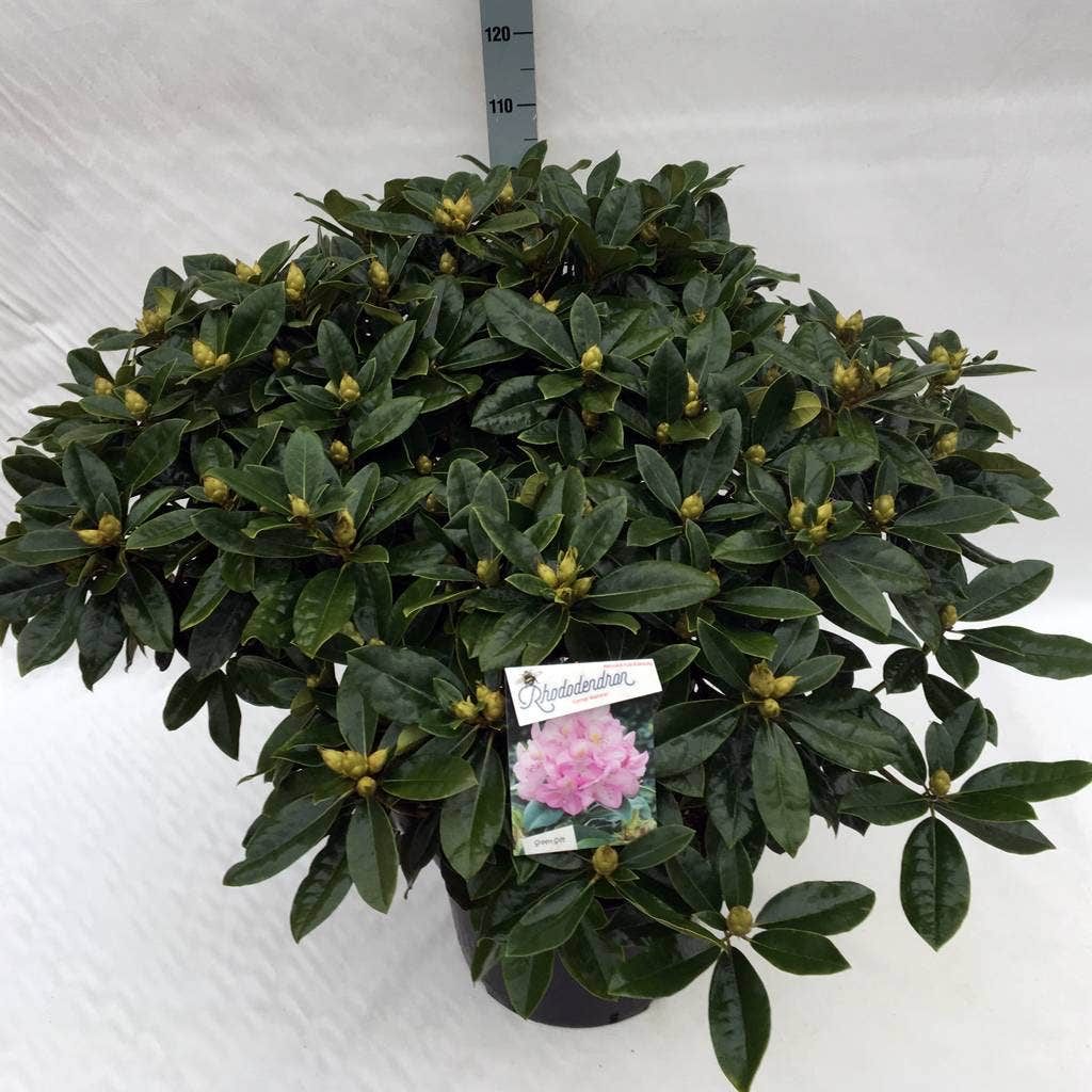  Rhododendron (Rhododendron 'Gomer Waterer')