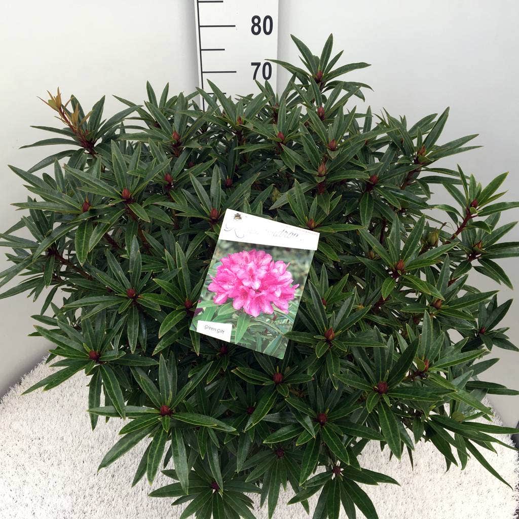  Rhododendron (Rhododendron 'Graziella')