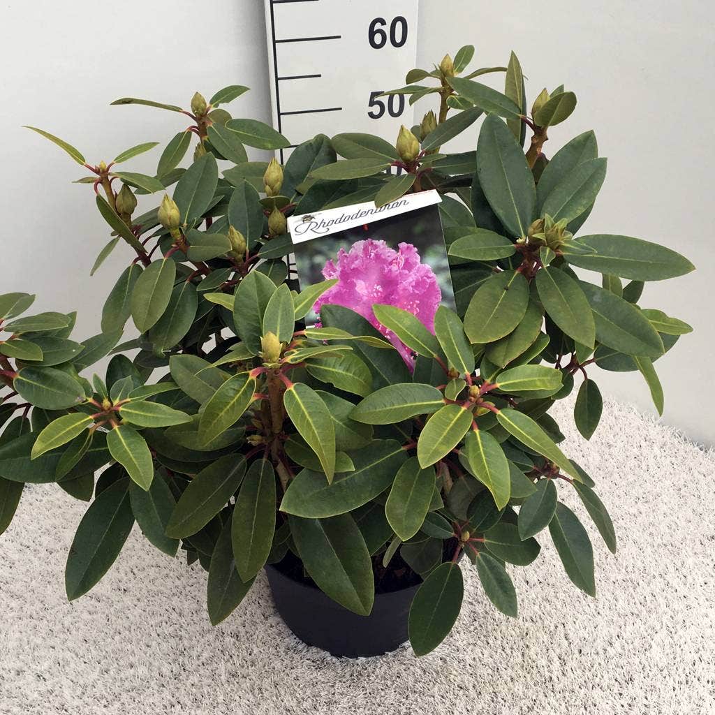  Rhododendron (Rhododendron 'Kokardia')