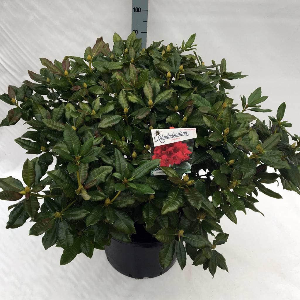 Rhododendron (Rhododendron 'Lord Roberts')