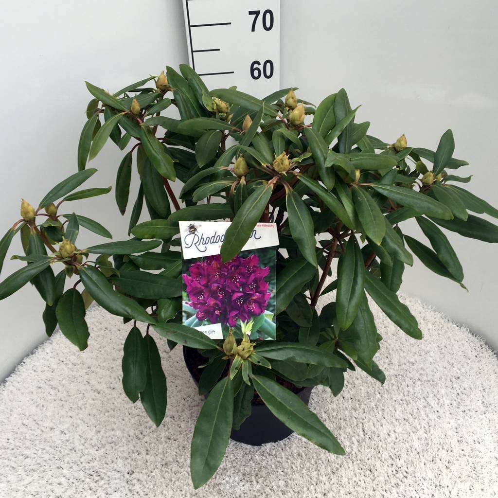  Rhododendron (Rhododendron 'Marcel Menard')