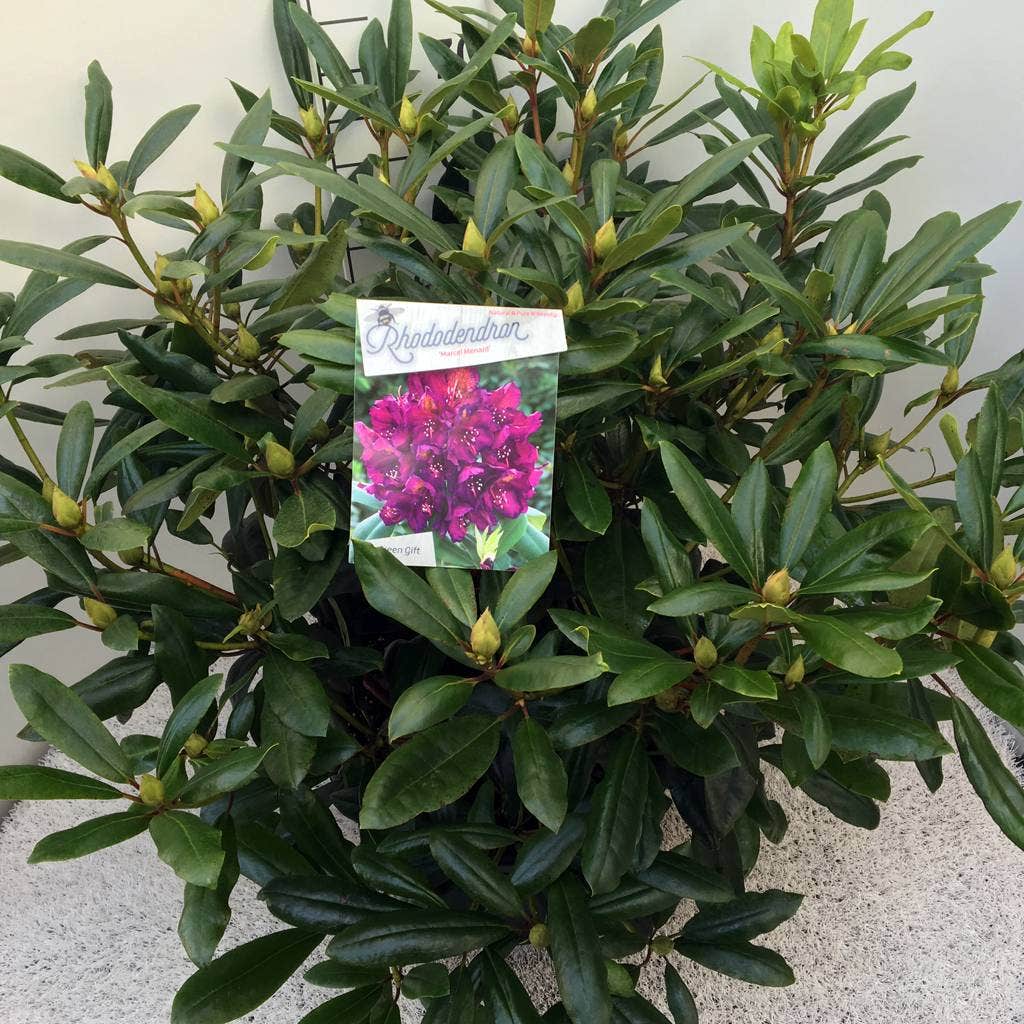  Rhododendron (Rhododendron 'Marcel Menard')