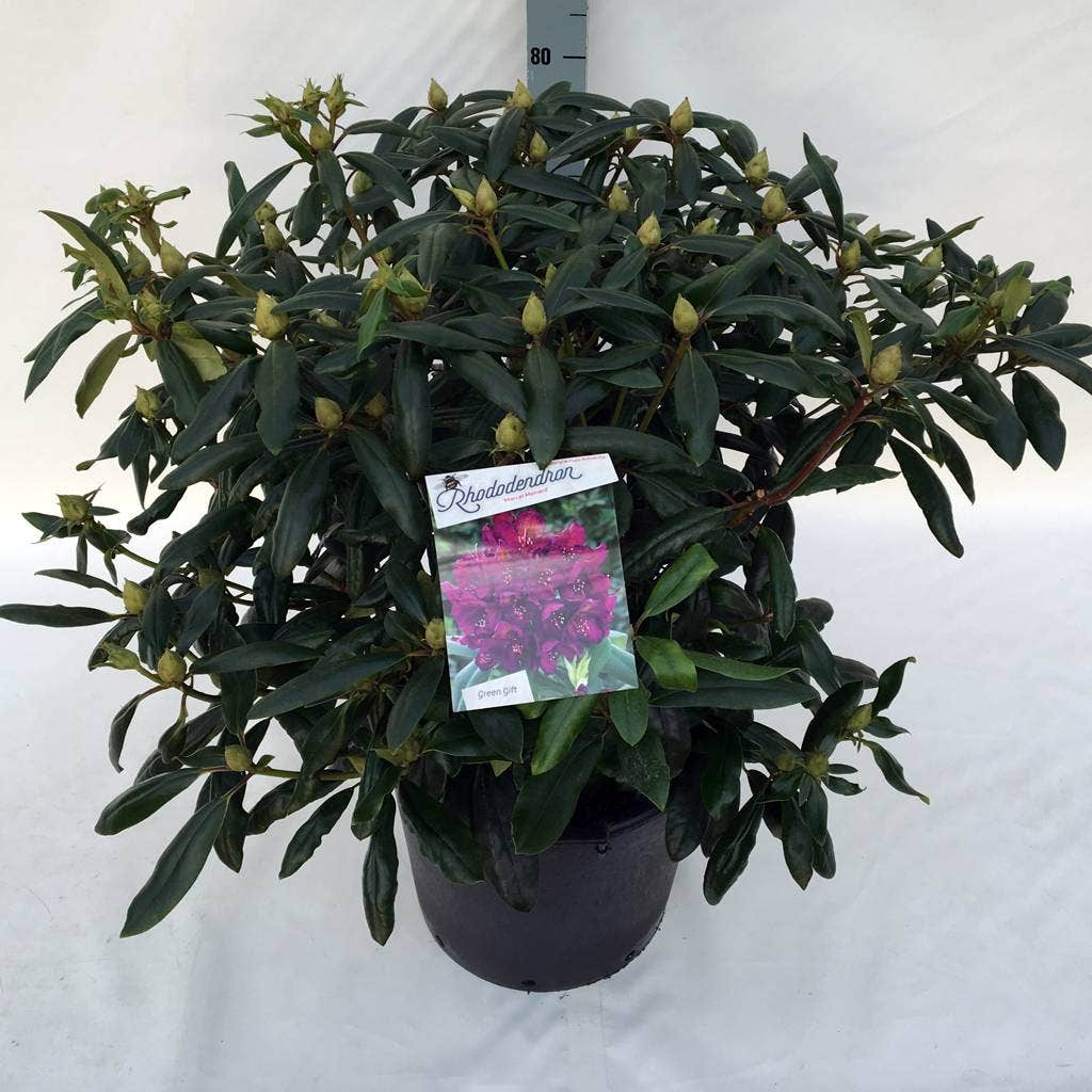  Rhododendron (Rhododendron 'Marcel Menard')