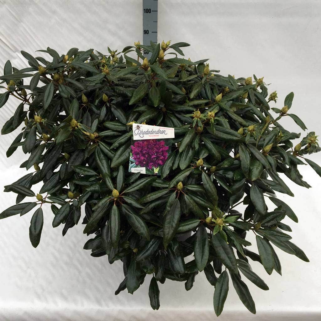  Rhododendron (Rhododendron 'Marcel Menard')