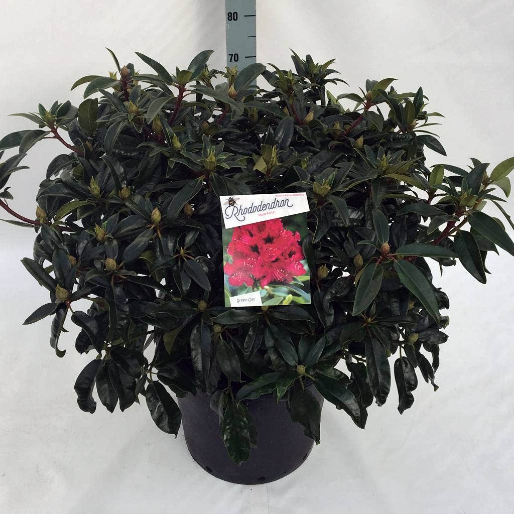  Rhododendron (Rhododendron 'Marie Forte')