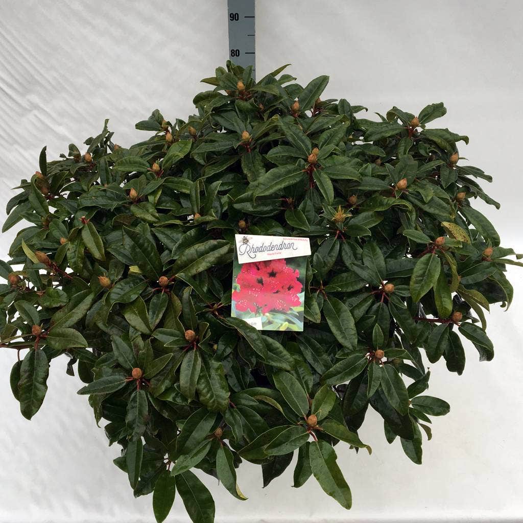  Rhododendron (Rhododendron 'Marie Forte')