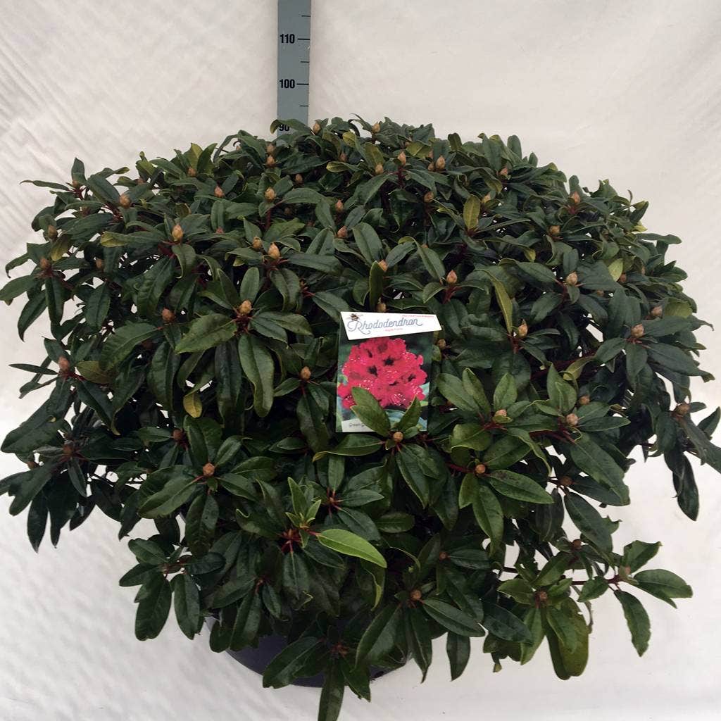  Rhododendron (Rhododendron 'Marie Forte')
