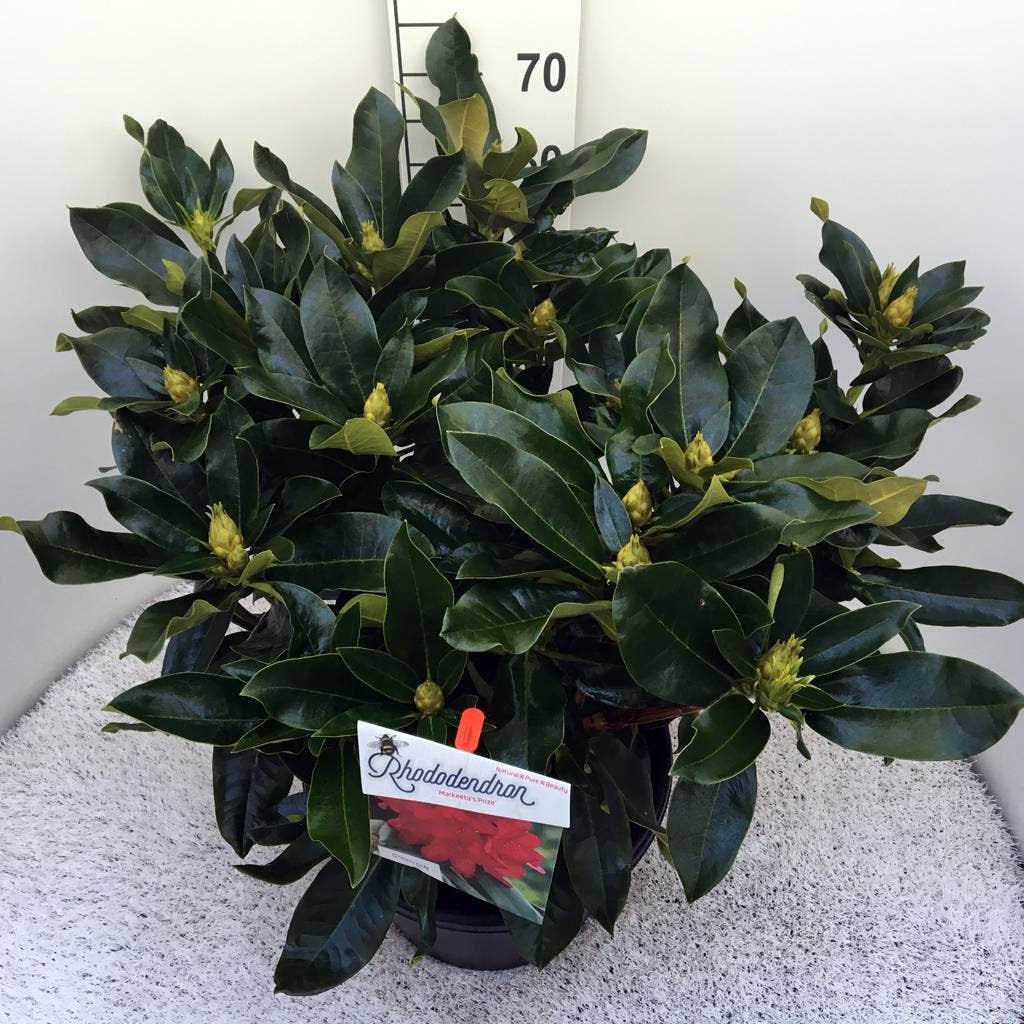  Rhododendron (Rhododendron 'Markeeta's Prize')