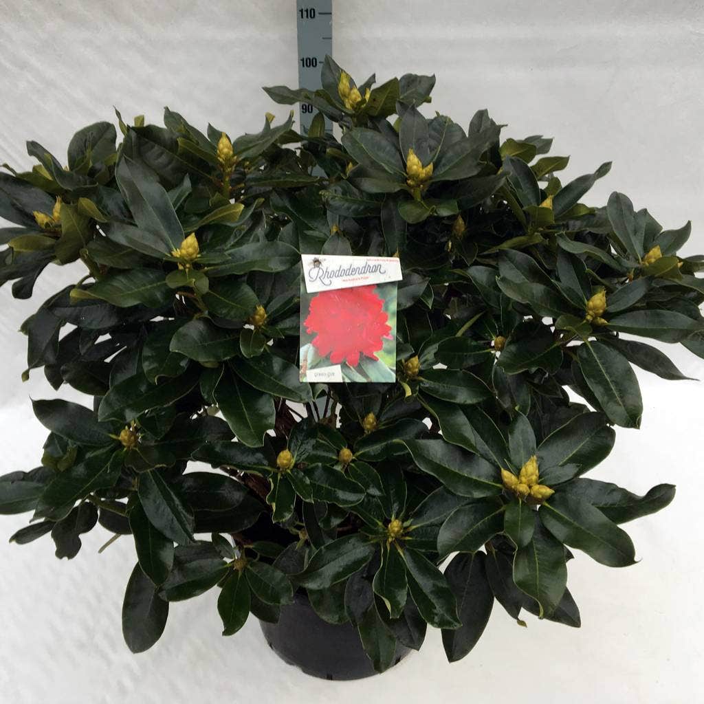  Rhododendron (Rhododendron 'Markeeta's Prize')