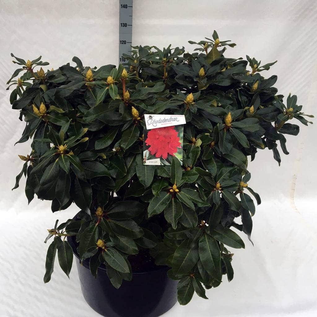  Rhododendron (Rhododendron 'Markeeta's Prize')
