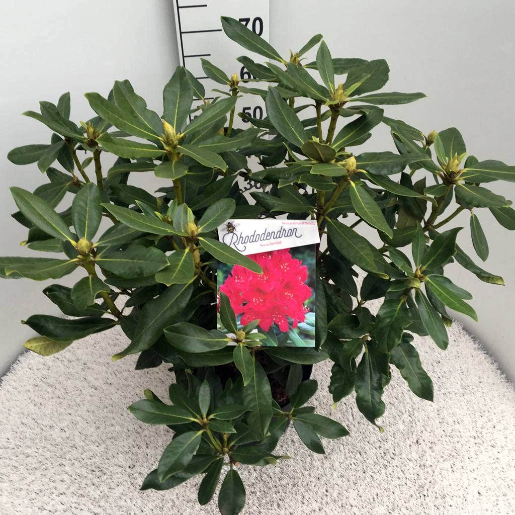  Rhododendron (Rhododendron 'Nova Zembla')