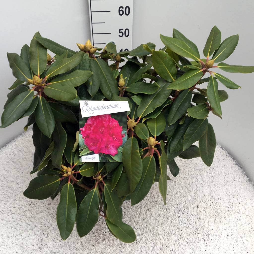  Rhododendron (Rhododendron 'American Beauty')