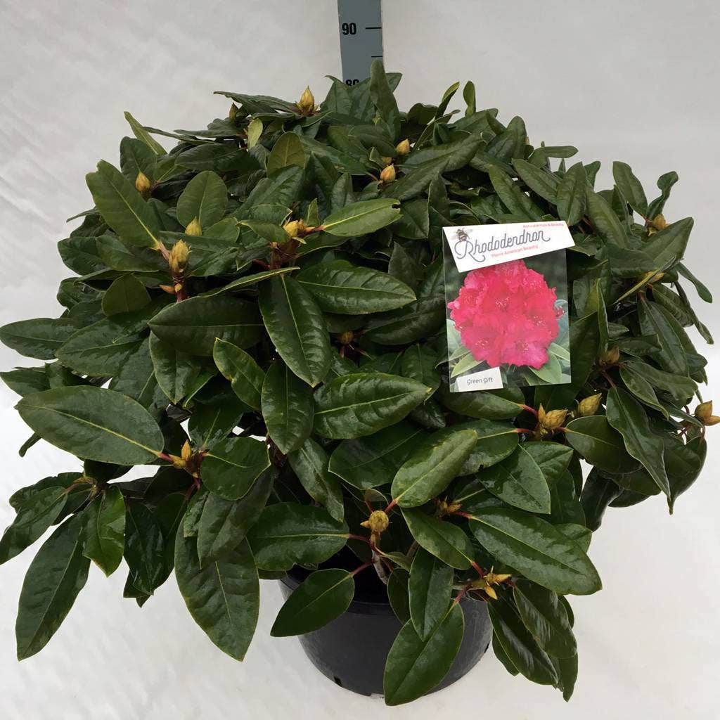  Rhododendron (Rhododendron 'American Beauty')