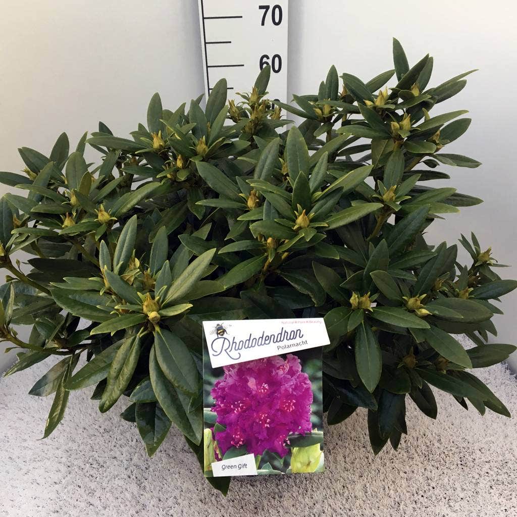  Rhododendron (Rhododendron 'Polarnacht')