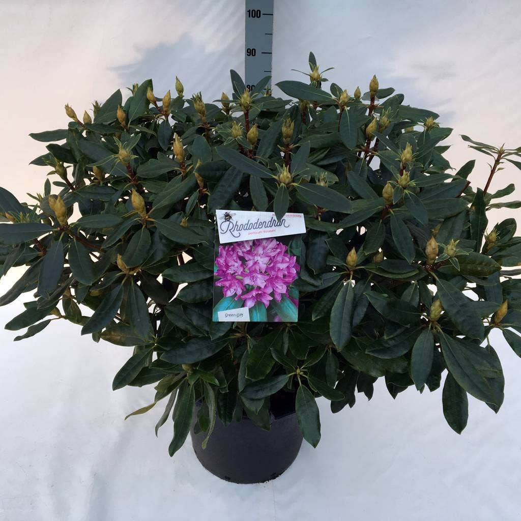  Bosrhododendron (Rhododendron Ponticum 'Roseum')