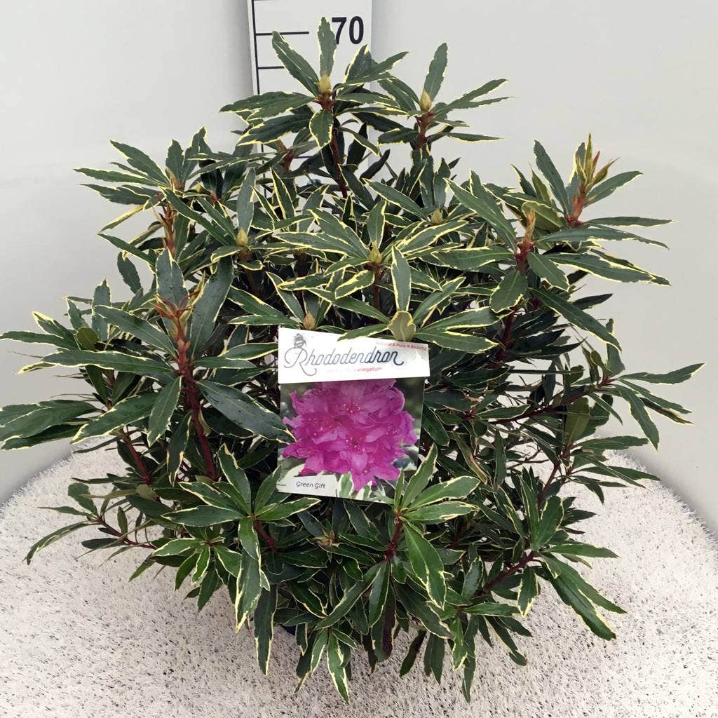  Bosrhododendron (Rhododendron Ponticum 'Variegatum')