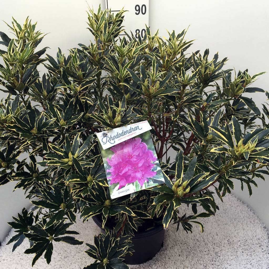  Bosrhododendron (Rhododendron Ponticum 'Variegatum')