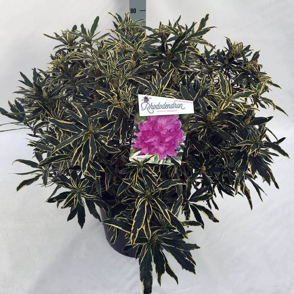  Bosrhododendron (Rhododendron Ponticum 'Variegatum')