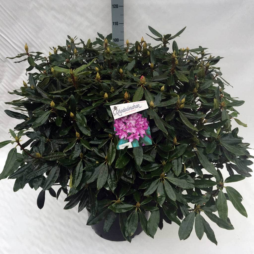  Bosrhododendron (Rhododendron Ponticum 'Roseum')